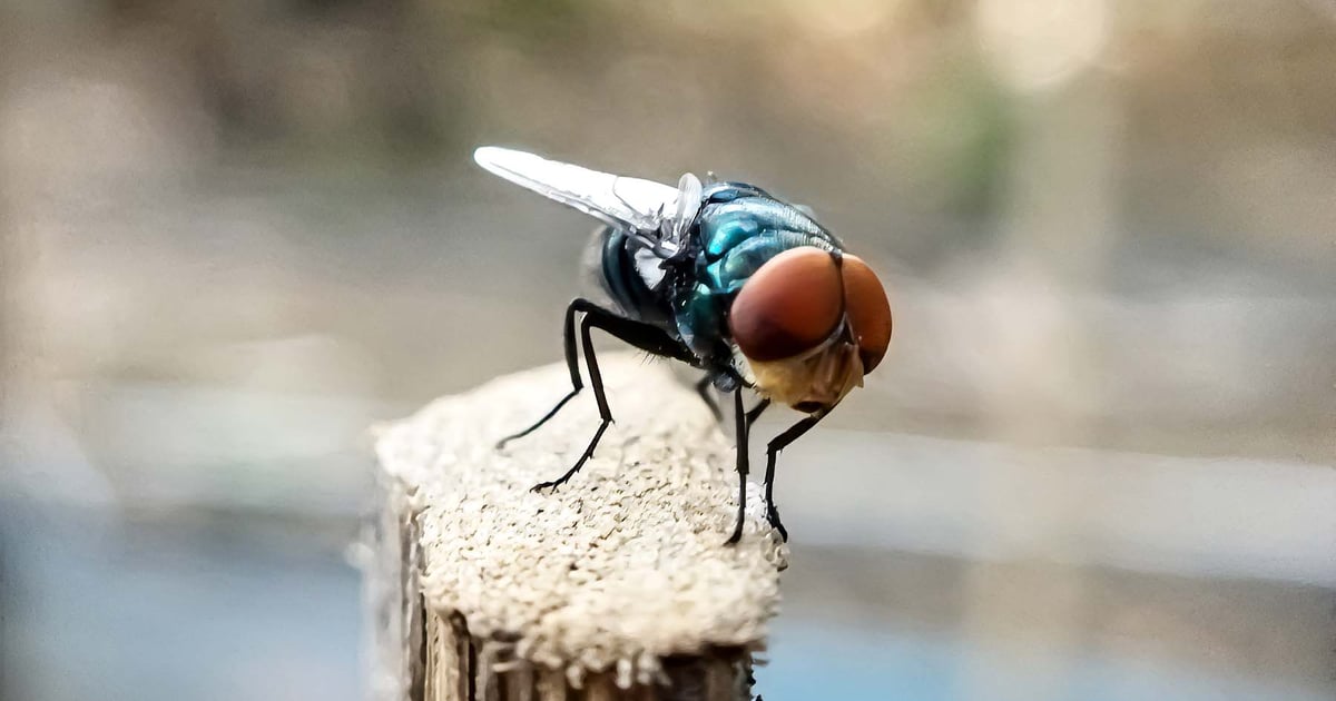 Texas New World screwworm detection: What's next for ranchers?