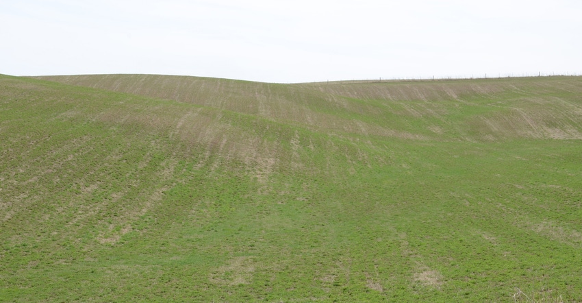 alfalfa field damaged by alfalfa weevil 