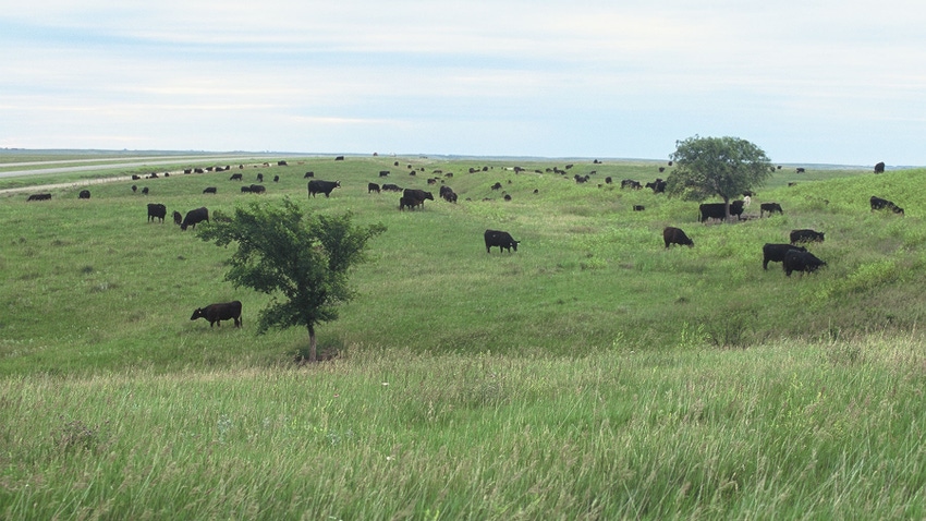 Cattle herd grazing in field