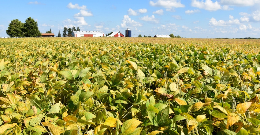 Dry soybean plants in field