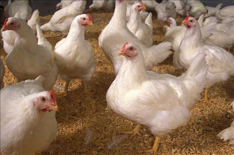 chickens_are_people_lies_i_learned_reading_huffington_post_1_636136901845852000.jpg chickens_are_people_lies_i_learned_reading_huffington_post_1_636136901845852000.jpg