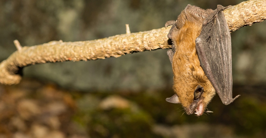 bat-hanging-out-GettyImages-908436126-web.jpg