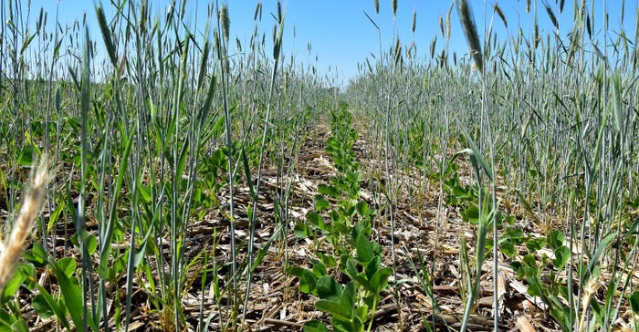 Soybeans grow in a living cereal rye