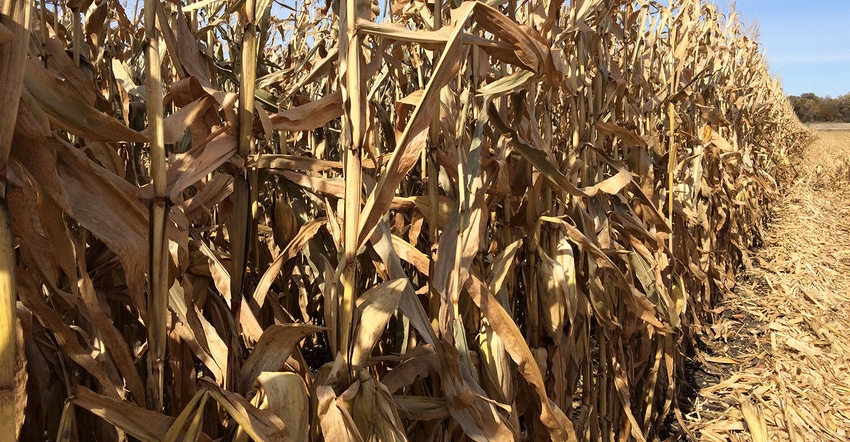 Ripe Corn in southeast Minnesota in October 2019