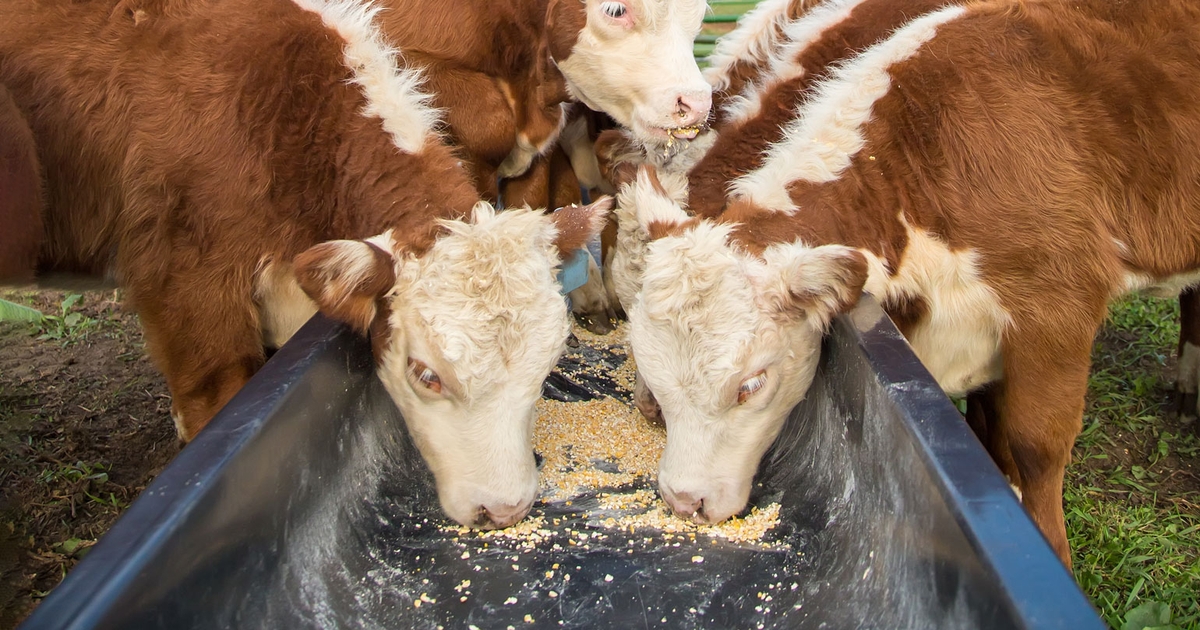 Cattle feed costs impacting profits in 2021