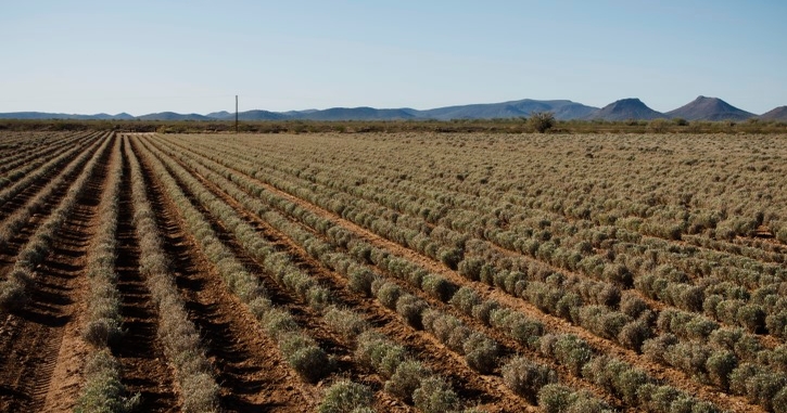 Guayule - future cropping option for West, Southwest