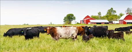 watch_protein_content_lush_spring_cattle_pastures_1_635669620816287396.jpg