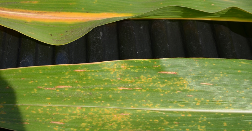 upper leaf shows classic signs of nitrogen deficiency with a yellow streak 