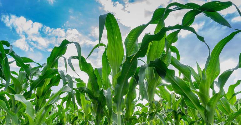 Market outlooks - corn hoping for a nice USDA report
