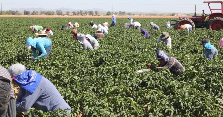 Farmworkers Farmworkers