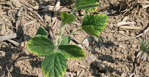 soybean plant showing signs of potassium deficiency 