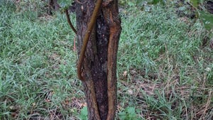 Sunscald “southwest injury” splits or damage to the tree bark shown on tree