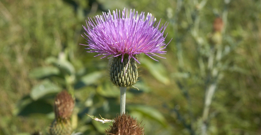 A close up of Canada thistle in a crop field