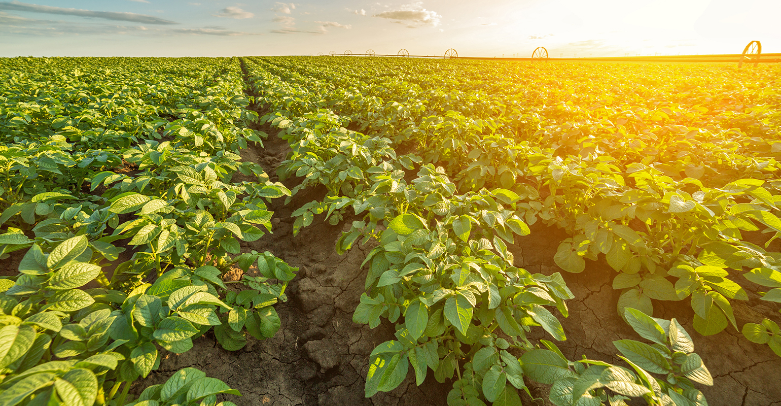 Resource for potato blight info
