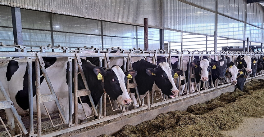 Dairy cows at feeder Dairy cows at feeder