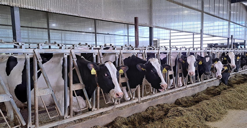 Dairy cows at feeder