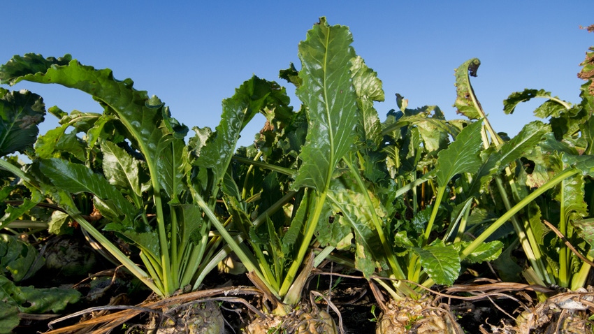 mature sugarbeet in the field