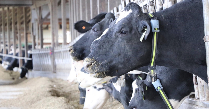 Holstein dairy cows at feeder