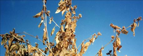 Controlling burdock in pastures pays off