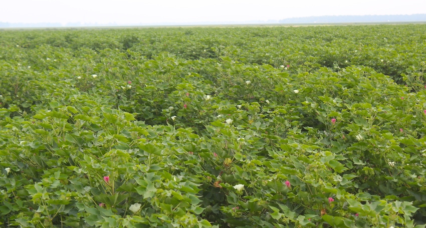 Managing late cotton