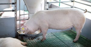 A pig in a feed lot eating from self feeder