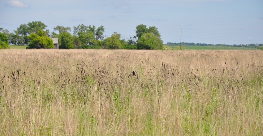 CRP native grasses USDA.jpg CRP native grasses USDA.jpg