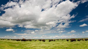 buffalo on the range