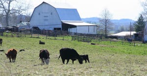 beef cattle grazing in pasture