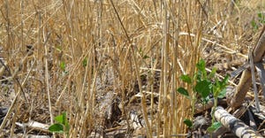 closeup of cover crop at ground level