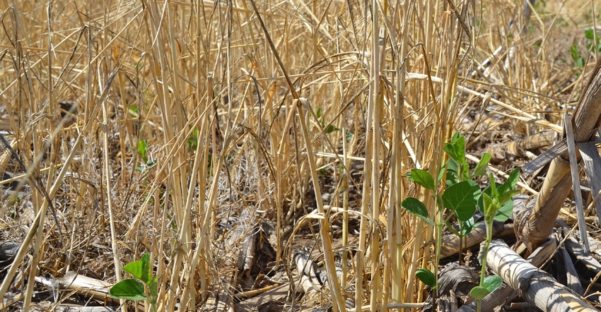 closeup of cover crop at ground level