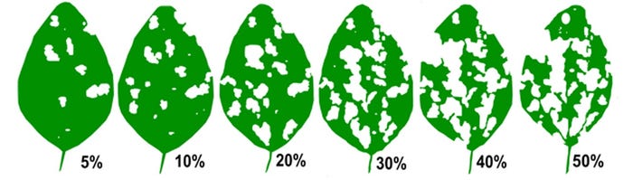 defoliated leaves percentages