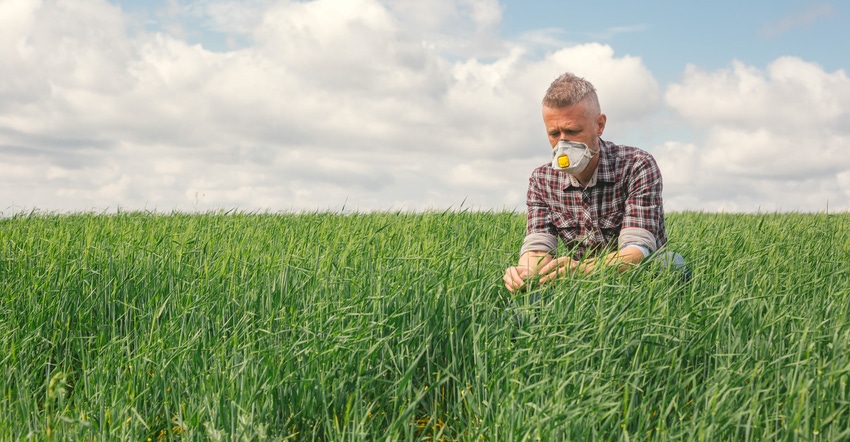 A man kneeling down and examining crops while wearing a mask over his mouth