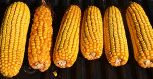 6 ears of corn with varying kernel size and depth lying in a row