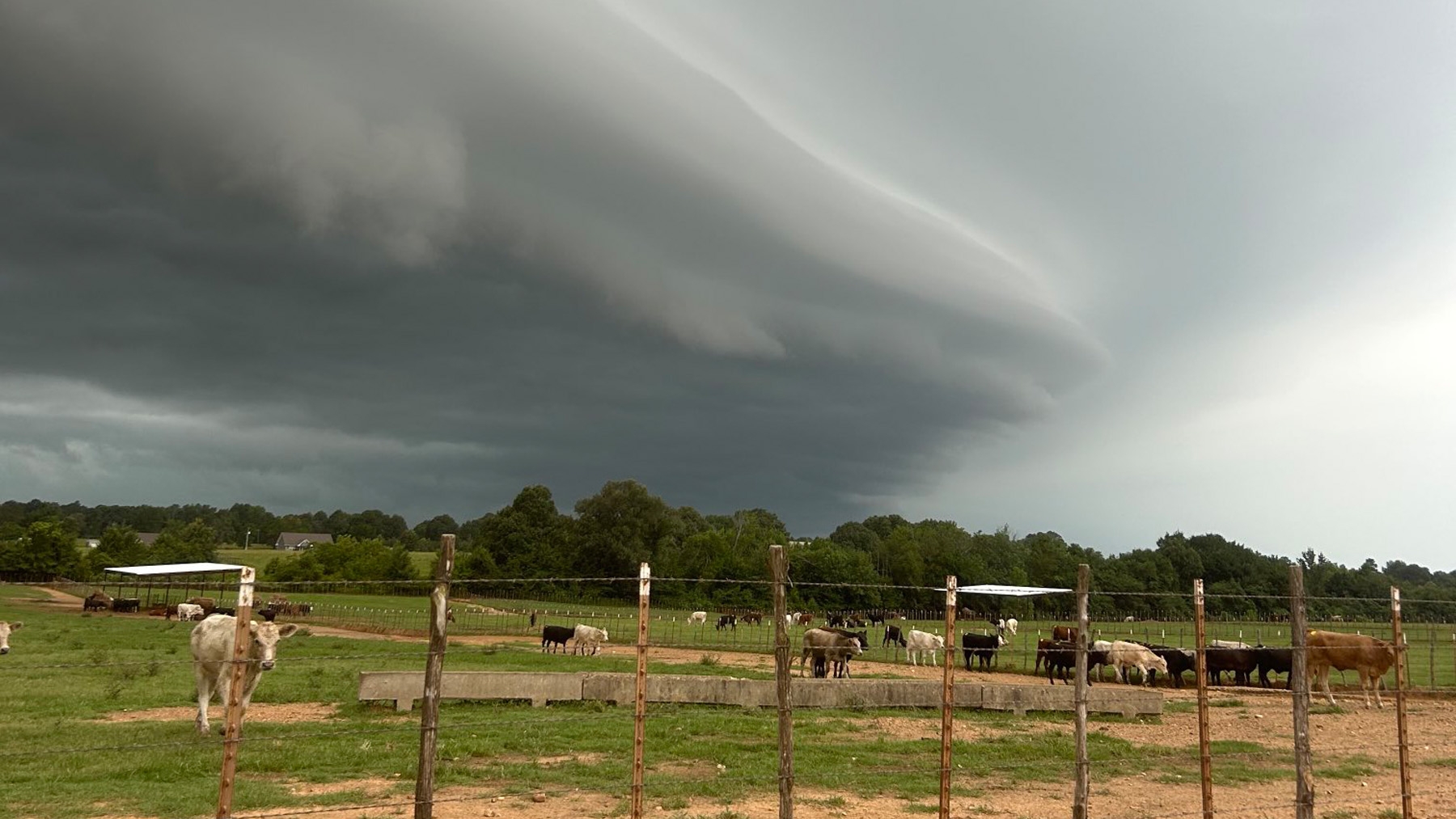 cattle grazing, Hugo, Okla.