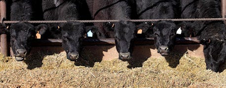 usda_cattle_feed_report_shows_inventory_48000_1_635521790468492000.jpg