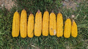 A lineup of corn ears on a grassy ground