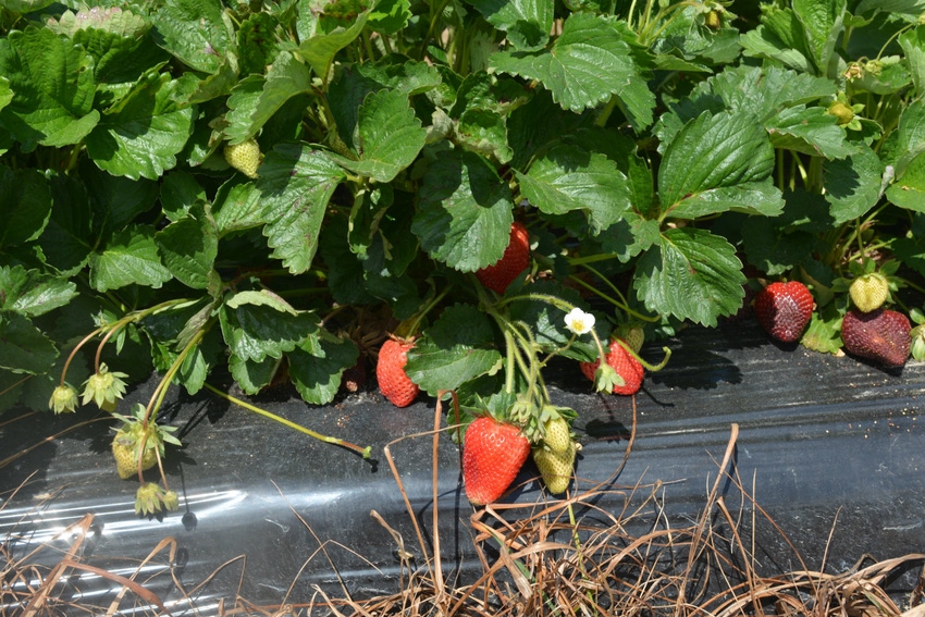 North_Carolina_Strawberries.jpg