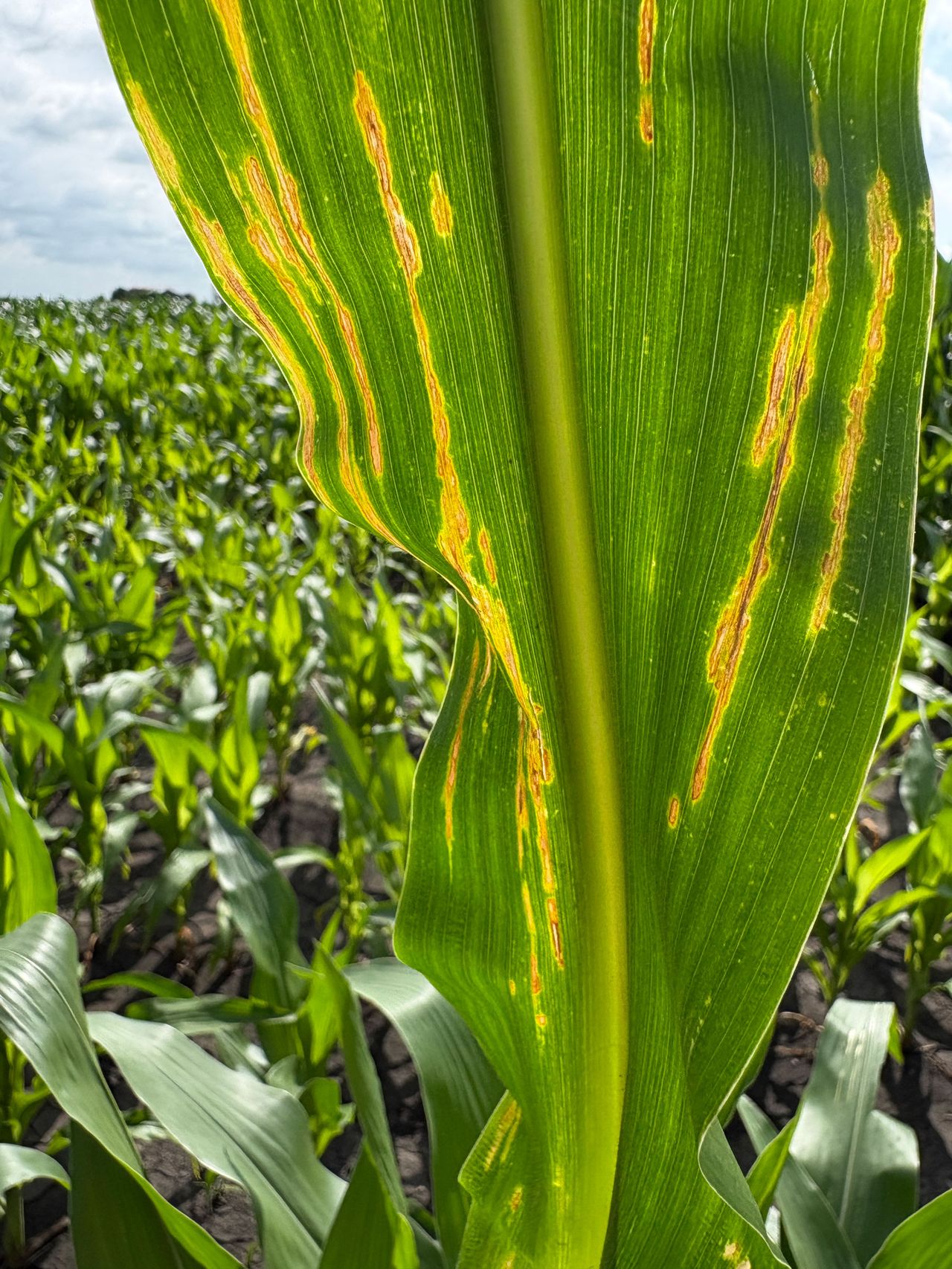 Corn Ruste Corn tassels amid rain while disease pressure rises