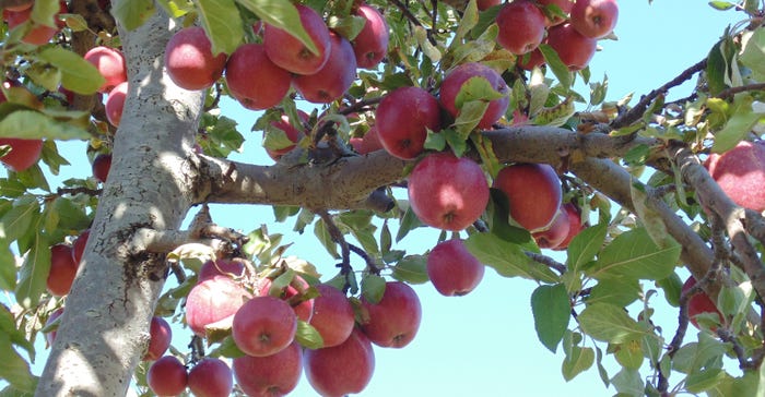 red apples in a tree against blue sky