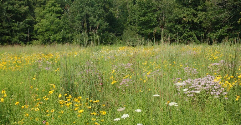 This pollinator habitat cover was installed on a farm in Kent County. 