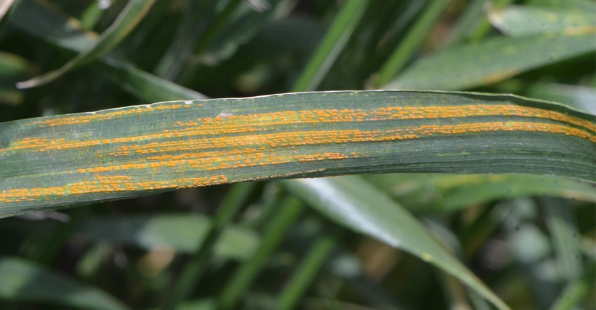 THREAT: Figure 1. Over the last several years, stripe rust has become a more common threat in Nebraska. It's identifiable by 