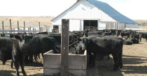 cattle in a feedyard