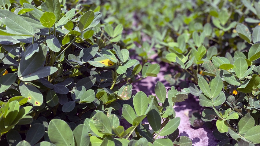 peanut field