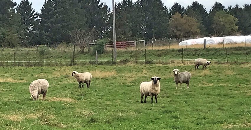 sheep grazing in green grassy field