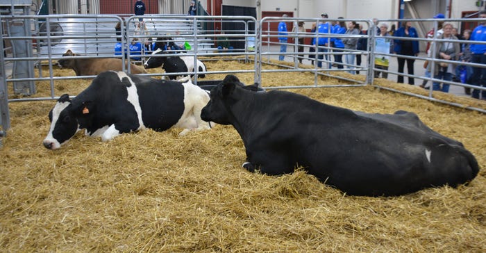 calving corner at Pennsylvania Farm Show