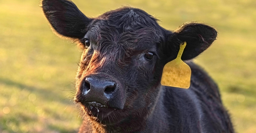 Young heifer calf up close