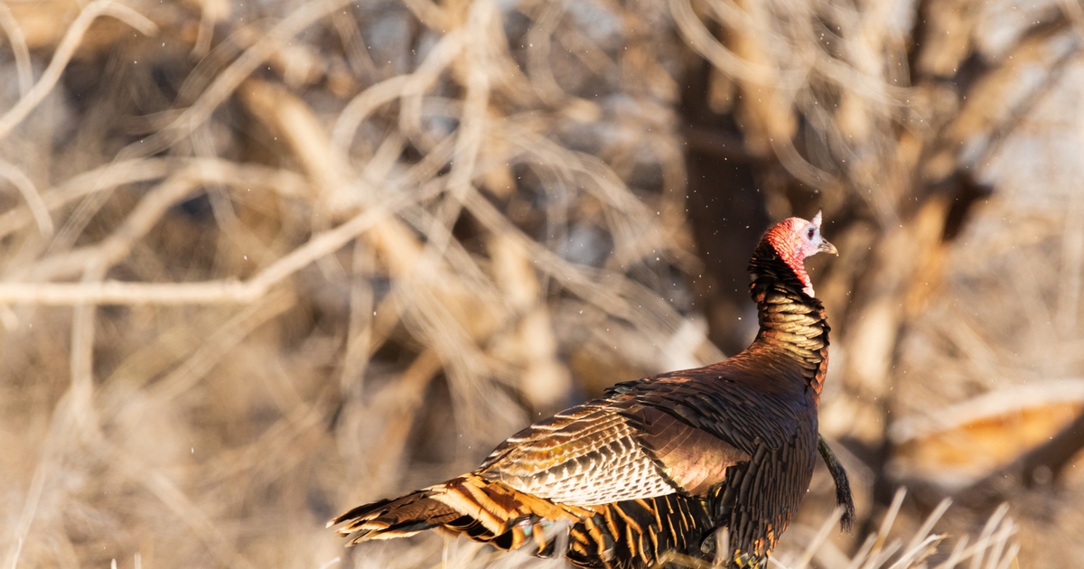 Kansas may change turkey permit application process