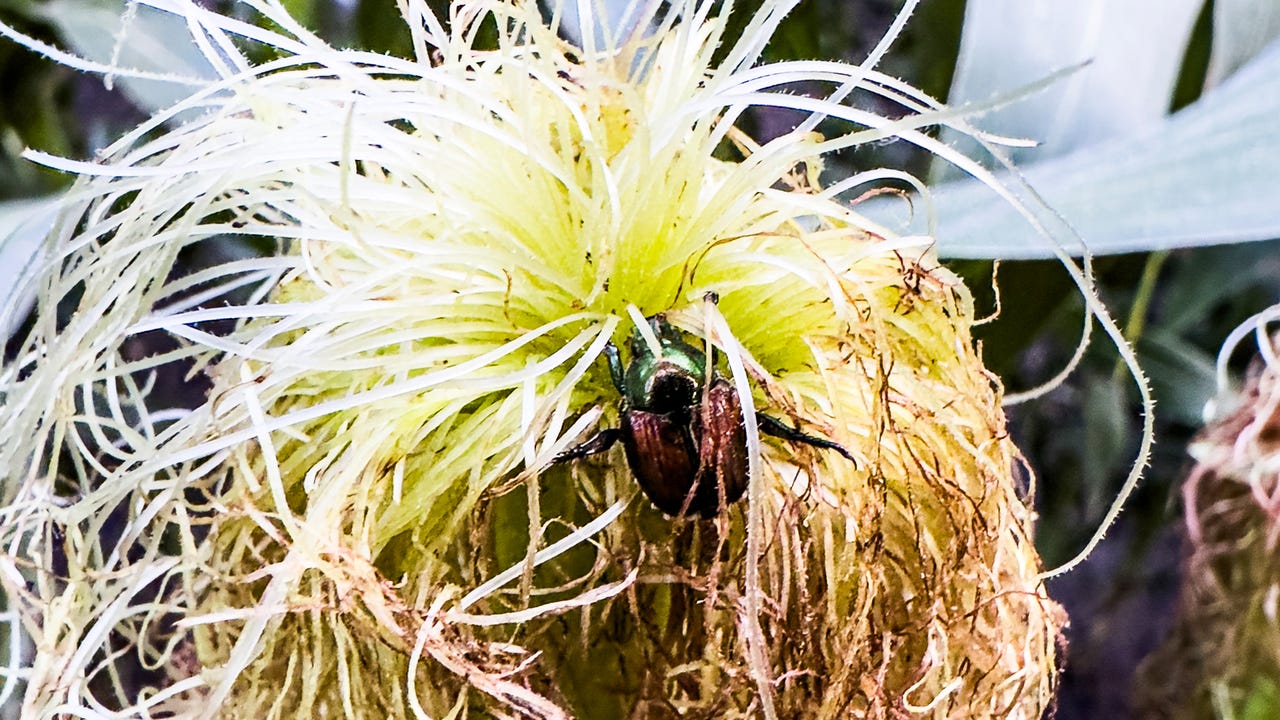Gil Gullickson - Japanese beetles that clip silks can hamper pollination