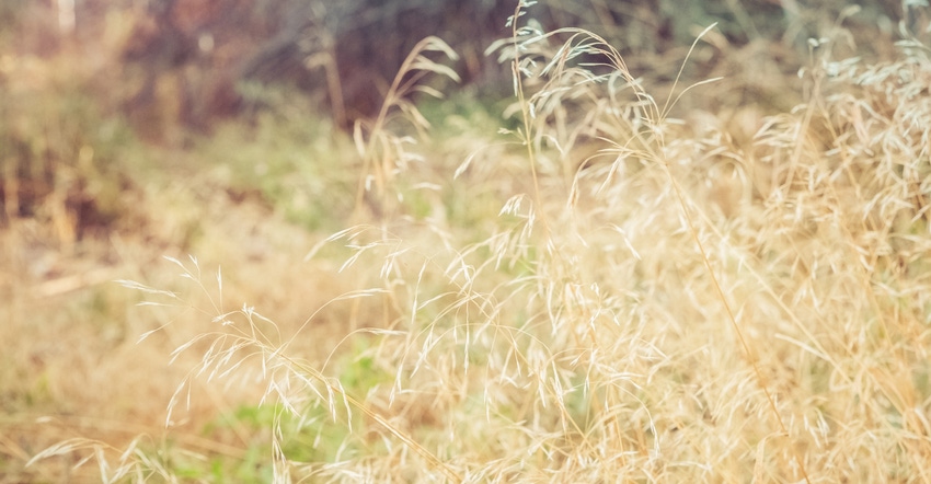 cheatgrass cheatgrass