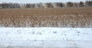 snow-covered soybean plants